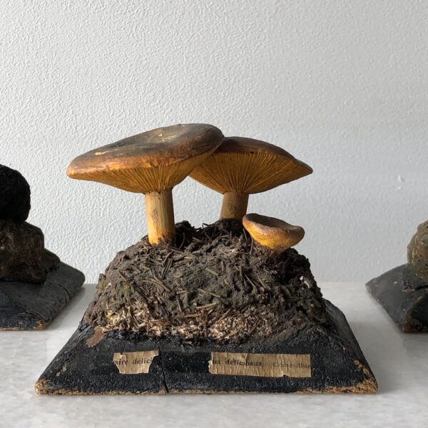 19th Century Mushroom Study Aids - Get the Gusto, Object - interior design, shop Get the Gusto - Get the Gusto, Amazon Get the Gusto - gusto shop